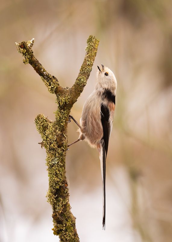 Long-tailedphoto preview