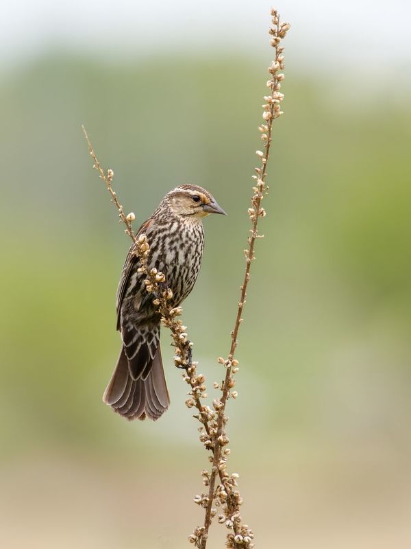 птица, фотоохота, трупиал, природа, фауна Черный трупиалphoto preview