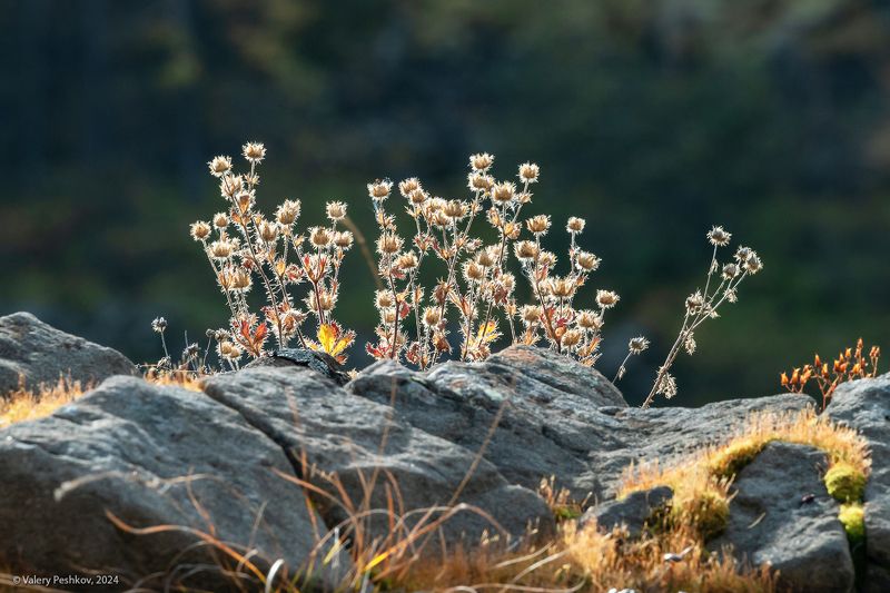 плато путорана, осень, лиственницы, река, курейка, таймыр, заполярье, база коваля, владимир коваль Немного про флору плато Путоранаphoto preview