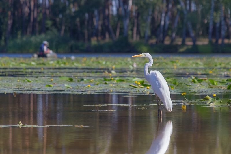 цапля, большая белая цапля, птица, птицы, лето, река, воронеж Рыбак рыбакаphoto preview