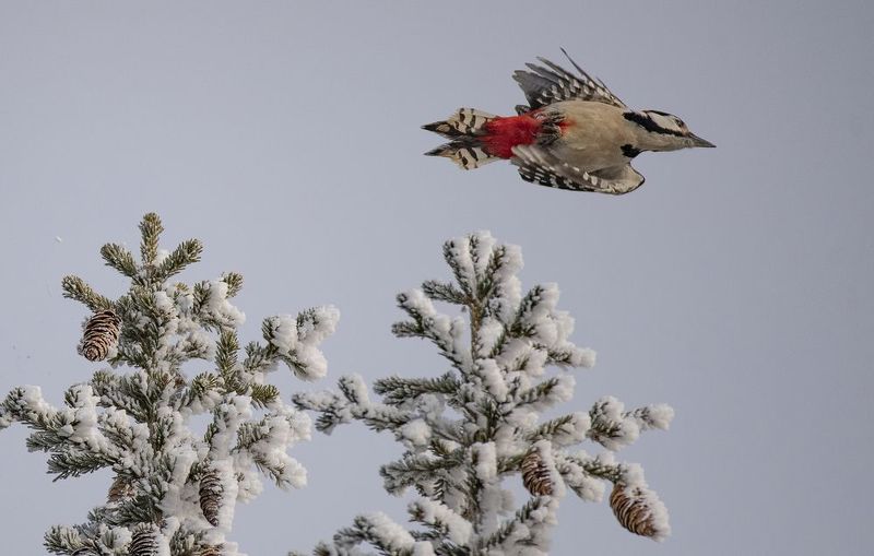 дятел птица Полет дятлаphoto preview