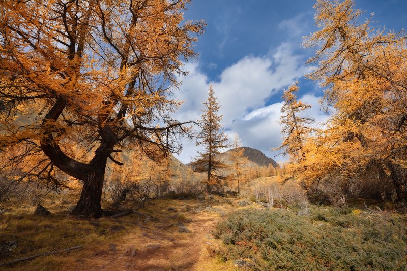 алтай, горы, тропа, Алтайскими тропкамиphoto preview