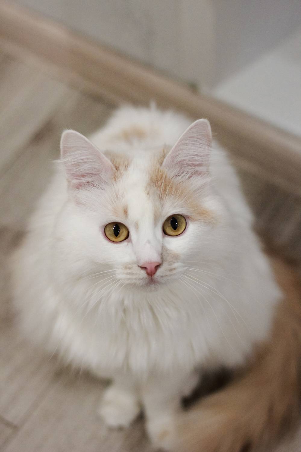 Марсель. Автор: Smirnova Olga животные, Smirnova Olga