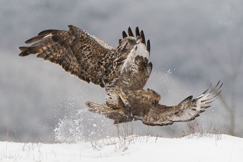 Канюк - Lens and Feathersphoto preview