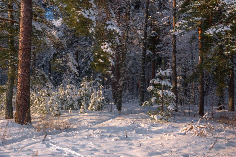 январь лес свет вязниковский район По зимней тропинкеphoto preview