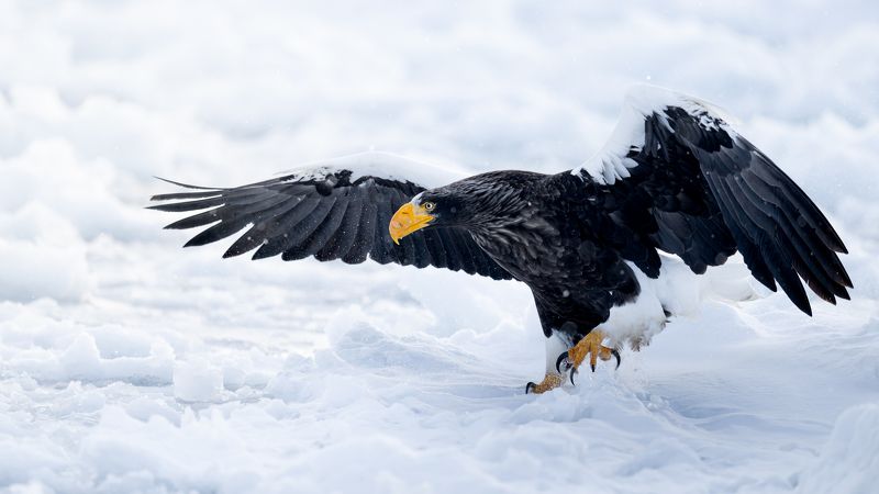 eagle, winter, air Drift ice and eaglephoto preview