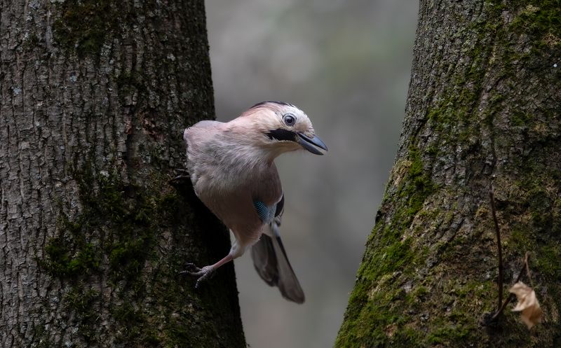Сойка на Кавказе.photo preview