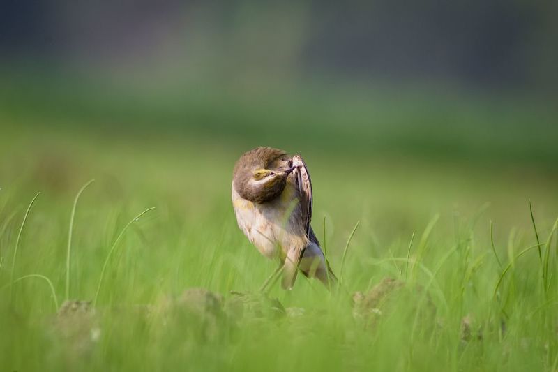 #bird #natgeo #photography #birdphotography #nature #beeeater #green #animal #wildlife #owlet Western Yellow Wagtailphoto preview