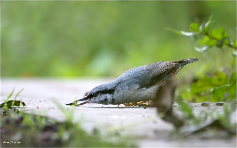 птица,поползень,длинноносый Длинноносый фото превью