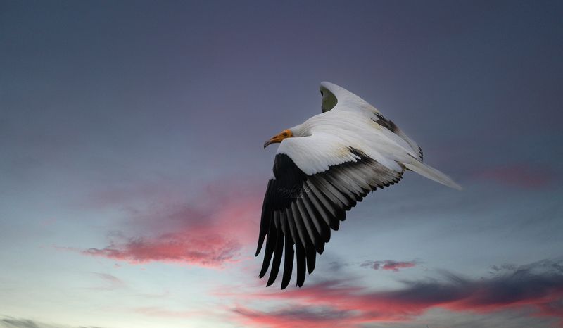 egyptian vulture, vulture, birds, birds of prey, scavengers, canon Egyptian Vulturephoto preview