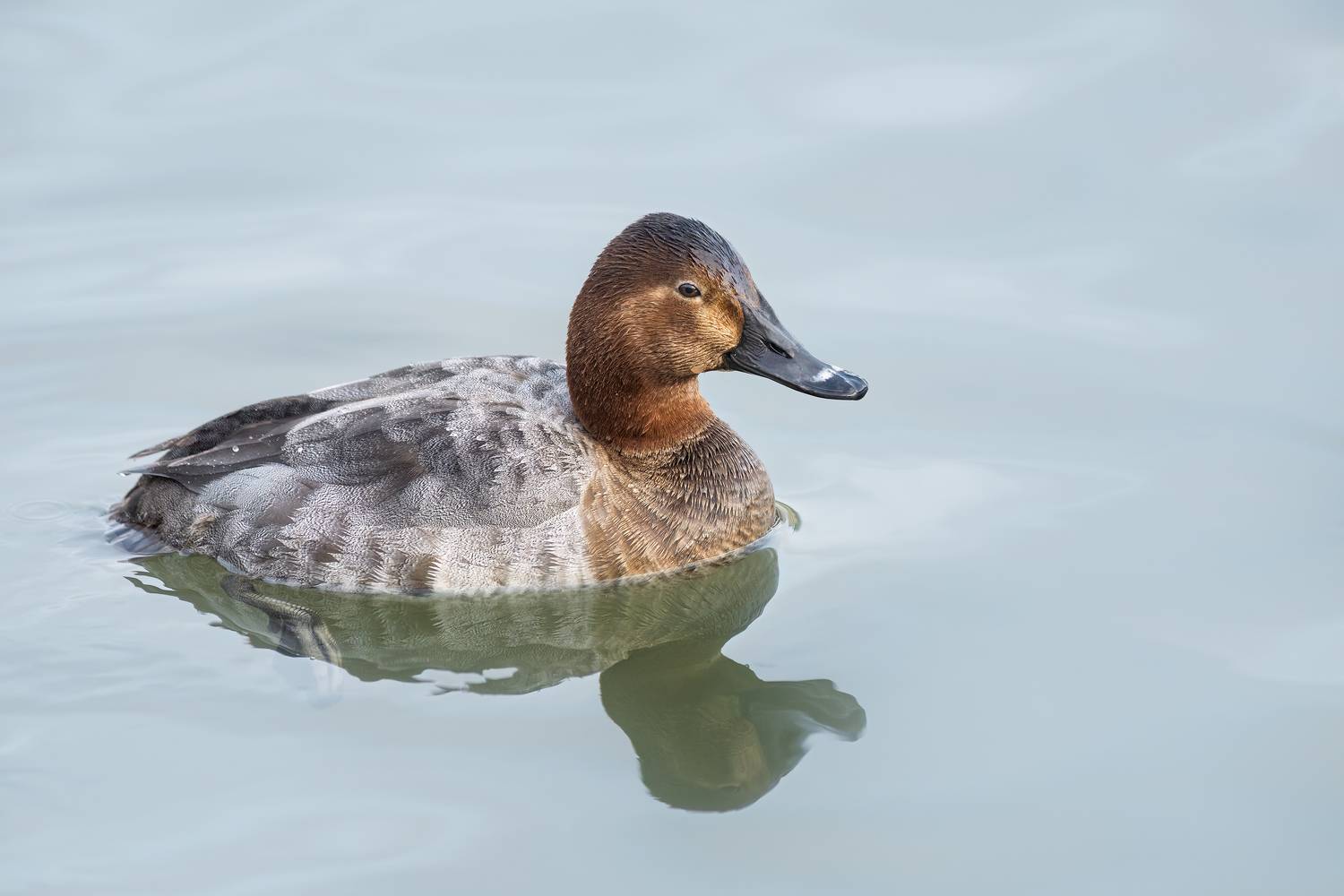 Красноголовый нырок. Автор: Пронин Денис птицы, животные, утки, природа, wildlife, Пронин Денис