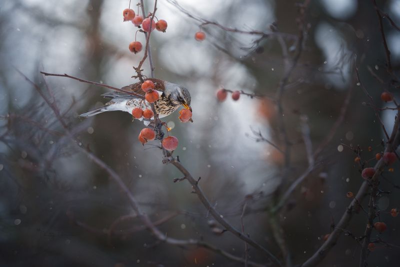природа, лес, поля, огороды, животные, птицы, макро Самая сладкаяphoto preview