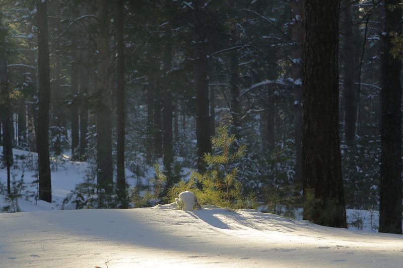 в зимнем лесуphoto preview