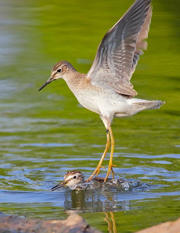 кулики, фифи, tringa glareola, Окунайся с головой ツphoto preview