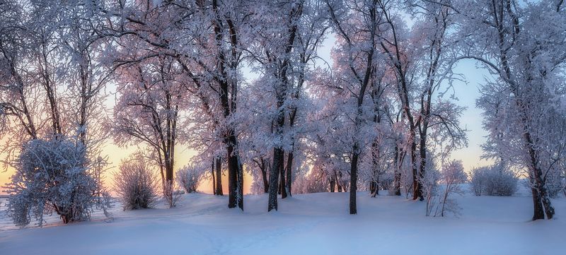 город, зима, снег, иней, мороз, тополя, деревья, ветки, вечер, панорама Чудесит в городе зимаphoto preview