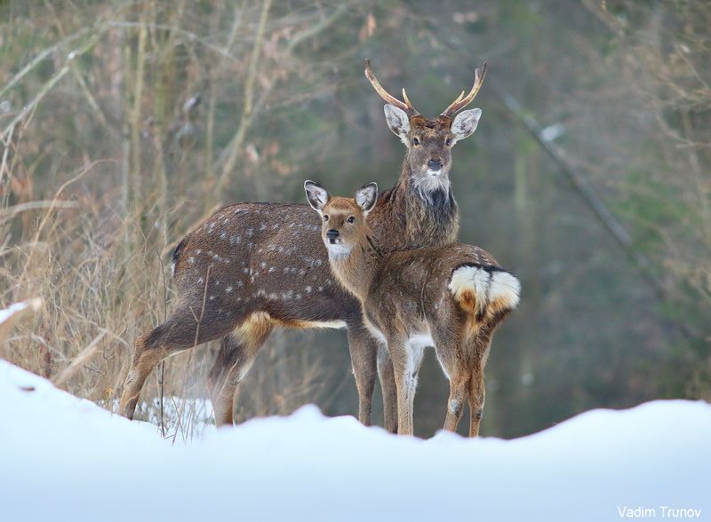 олень, олени, пятнистый олень Олени фото превью