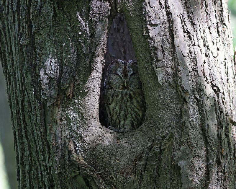 серая неясыть, неясыть, сова, strix aluco, tawny owl, owl Лесной духphoto preview