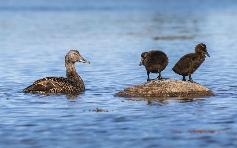 гага, утка, утята, птицы, белое море, somateria mollissima Гага с малышами фото превью