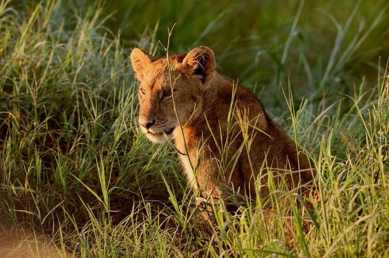 лев, львенок, африка, серенгети Большой котенокphoto preview