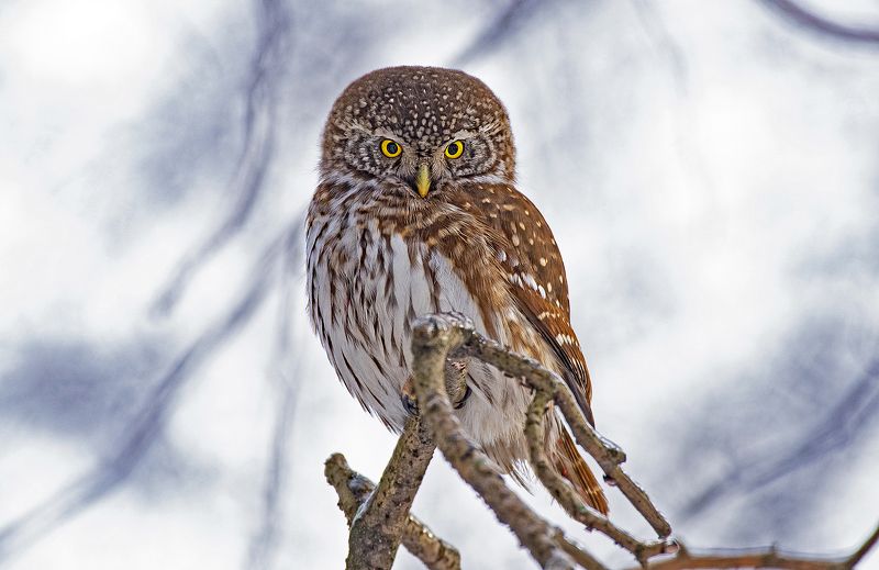 сыч птица сова Воробьиный сычphoto preview