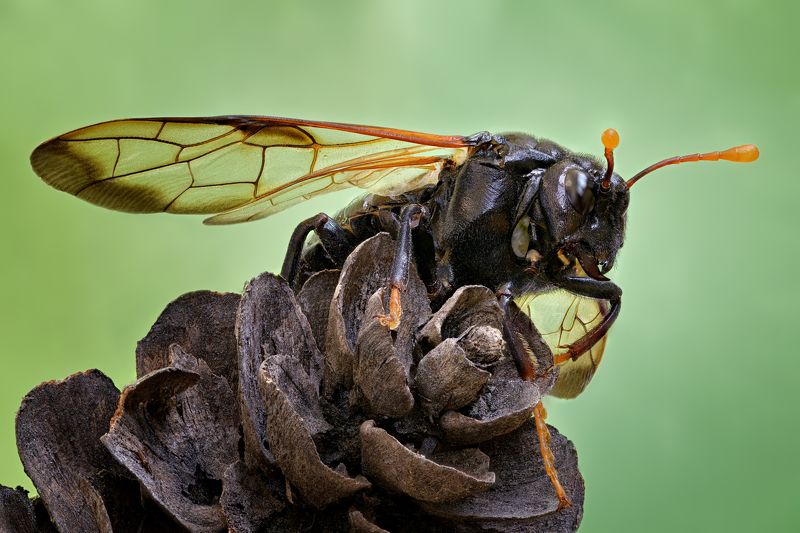 Пилильщик большой берёзовыйphoto preview