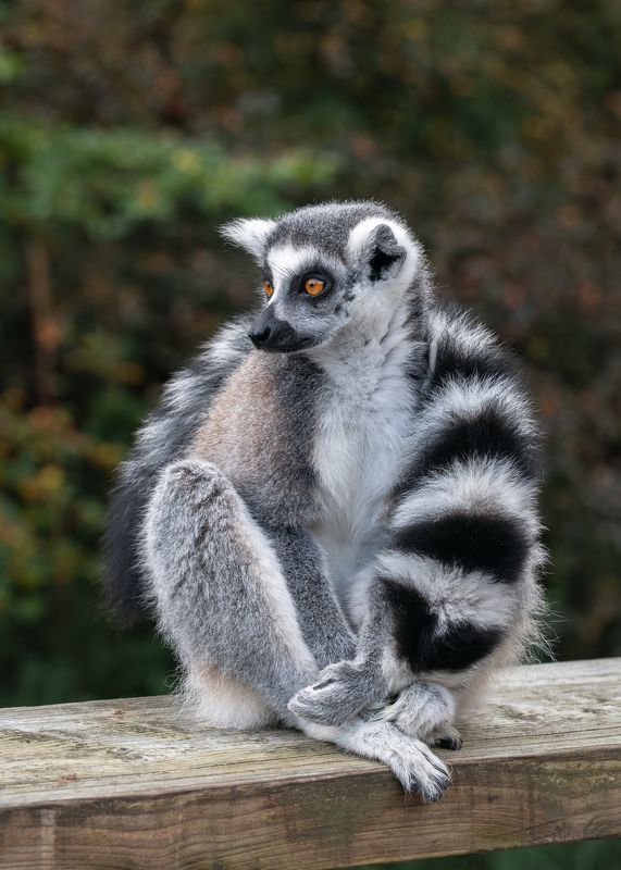 кольцехвостый лемур; кошачий лемур; лемур катта;маки; lemur; ring-tailed lemur; lemur catta; - Я на досочке сижу и на вас не гляжуphoto preview