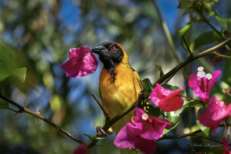 Ткачикphoto preview