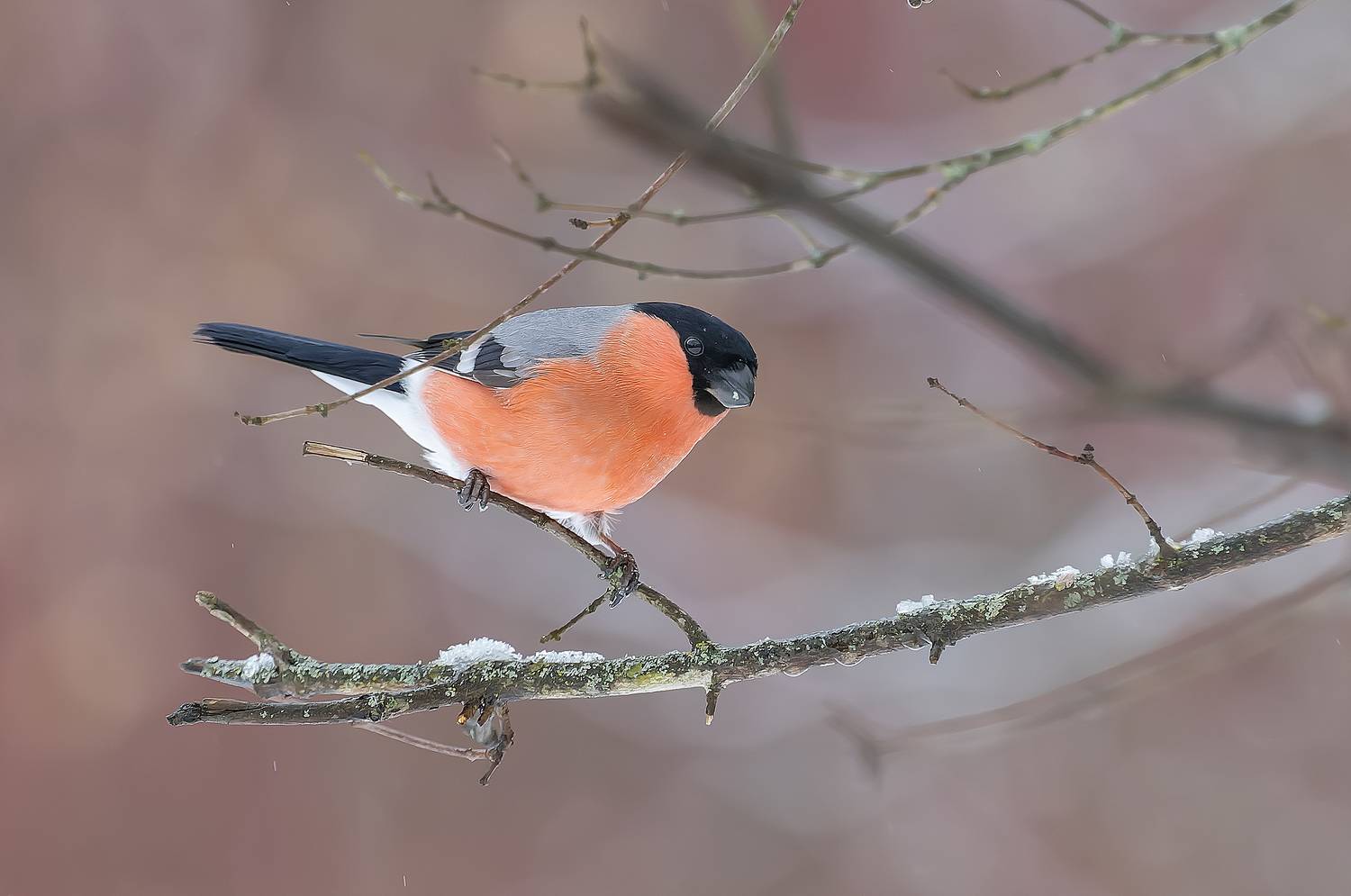 Снегири в крещенские морозы. Автор: Широких Александр снегири, парк, зима, крещение, Широких Александр