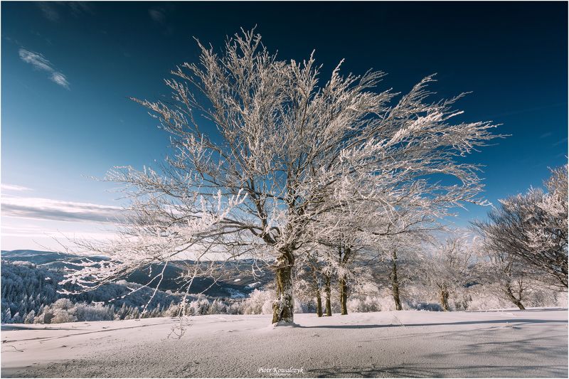 polska, zima, drzewo ***photo preview