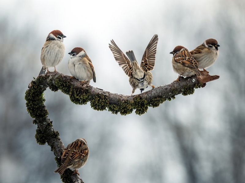 Этюд на веточке фото превью