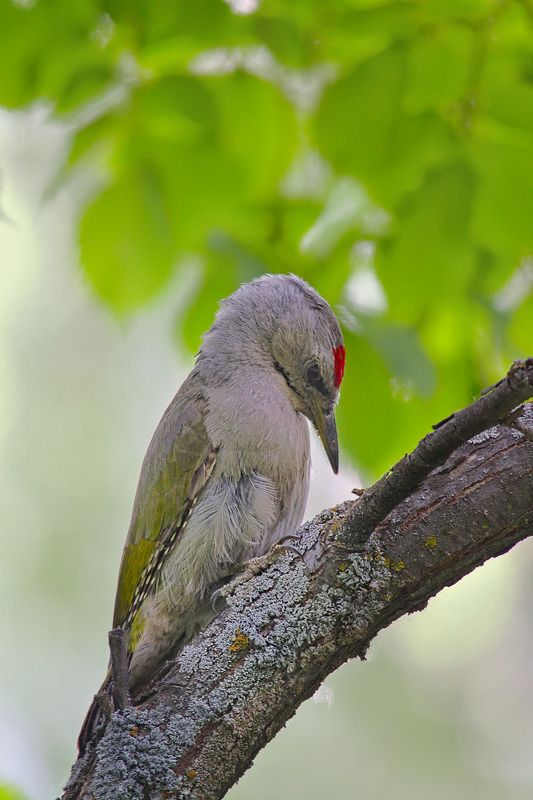 седой дятел,  picus canus, Седой дятел. Мальчик.photo preview