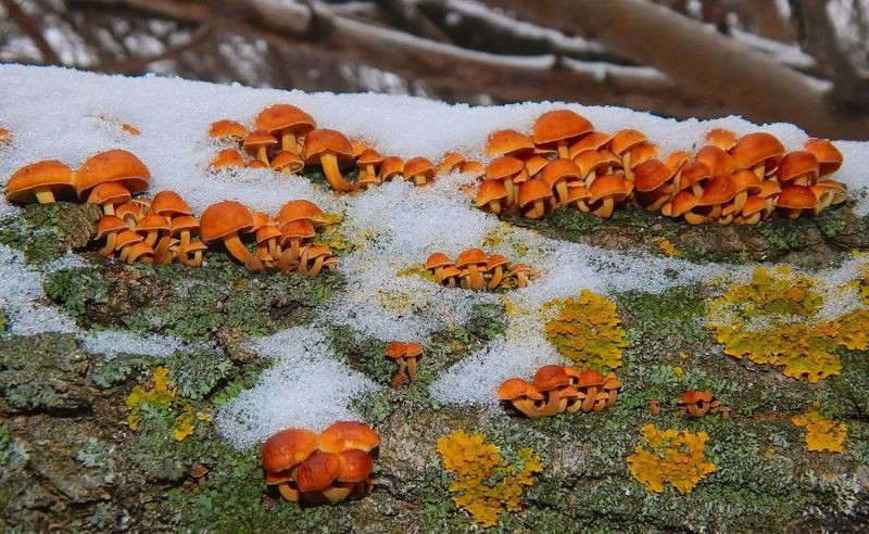 опёнок зимний, flammulina velutipes, грибы, Опёнок зимний в январе.photo preview