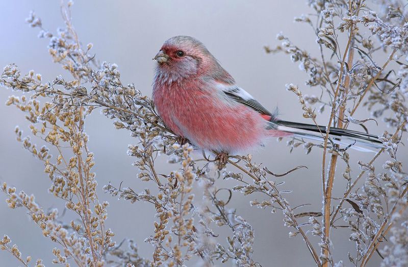 урагус,самец,полынь,зима, длиннохвостый снегирь Январь, полынь, урагус...photo preview