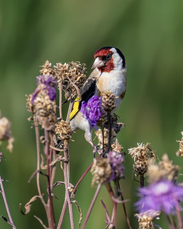 щегол, птицы, лето Щеголphoto preview