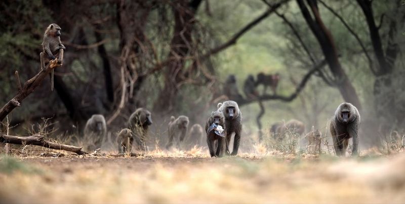 Пацаны на районе, или Птичку жалкоphoto preview