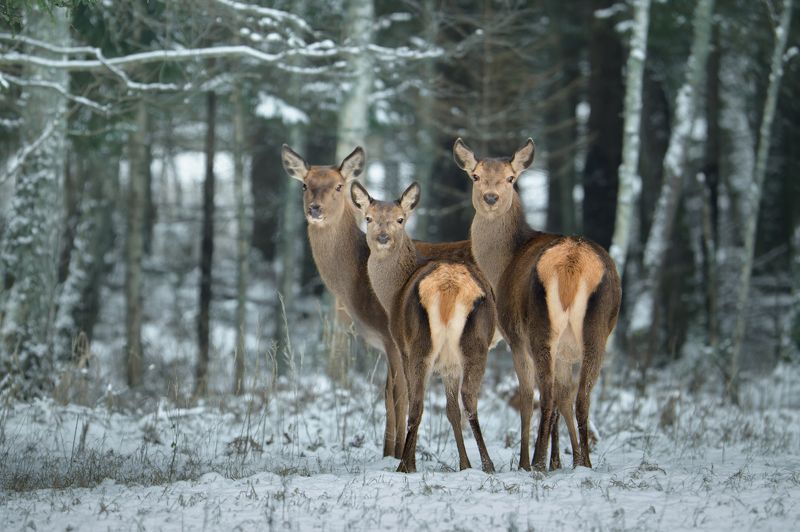 Троицаphoto preview