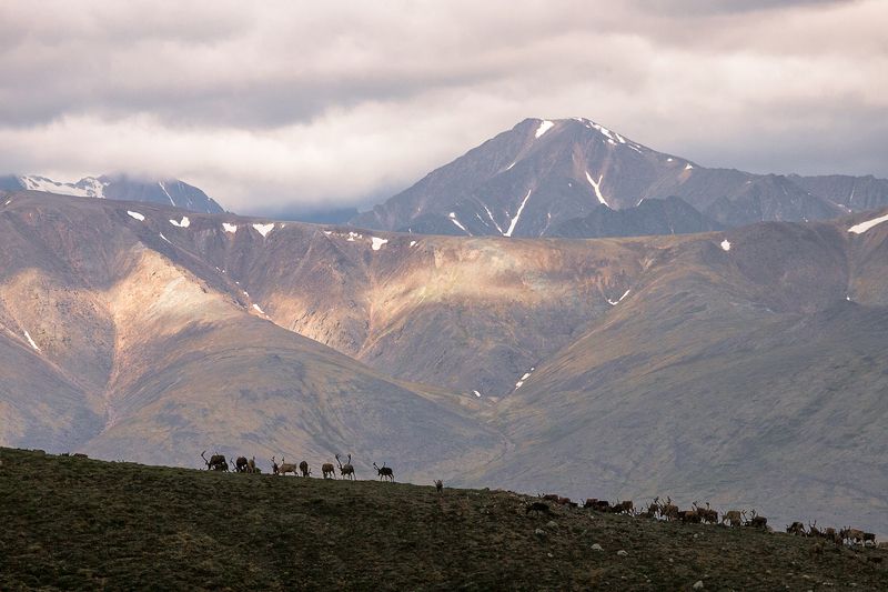 олени, якутия, природа, горы, пейзаж Высоко в горахphoto preview