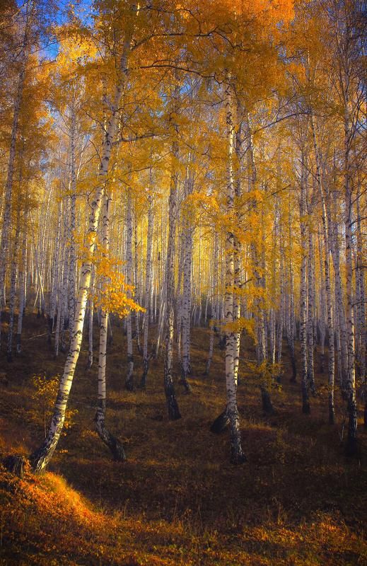 Берёзовая плясоваяphoto preview