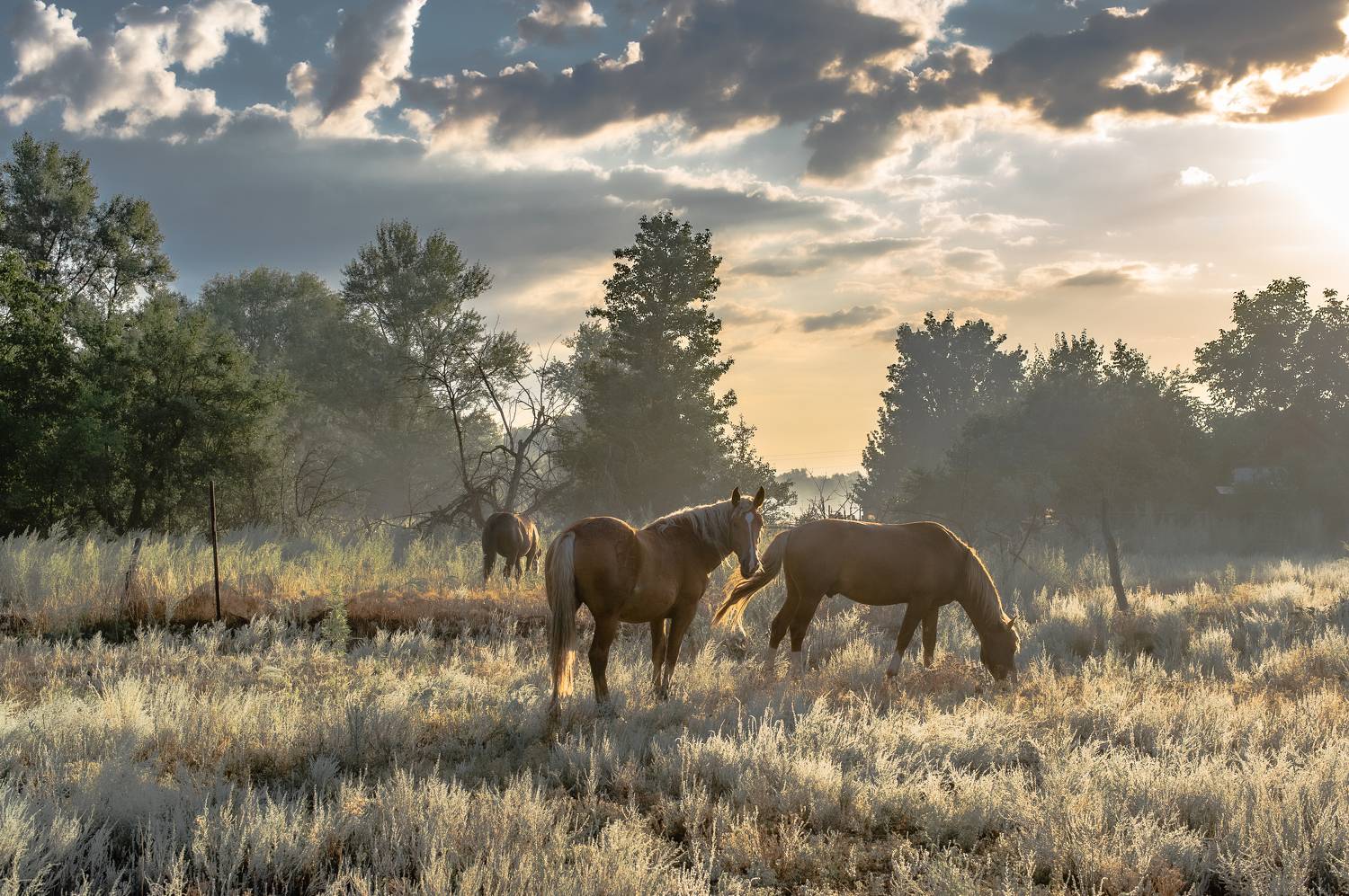 рассвет,кони,пейзад,облака, Vasilev Roman