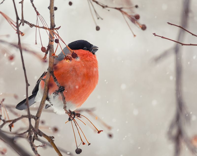 птица, снегирь, самец, зима, Снегири. (2 ФОТО) фото превью