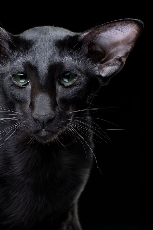 Черный орик.photo preview