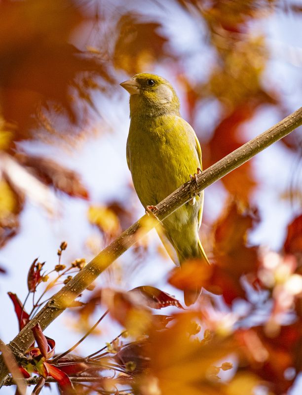овсянка птица осень Овсянка в листве японского кленаphoto preview