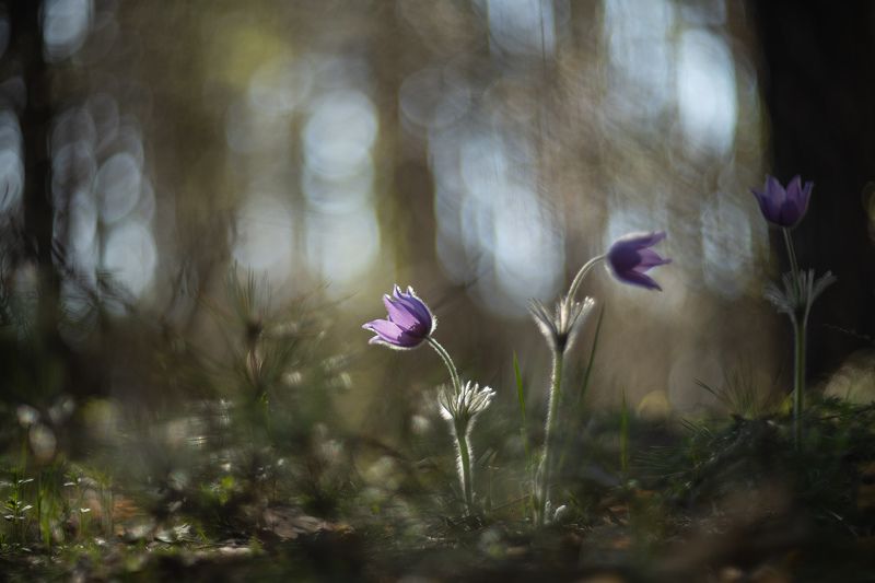 сон трава, утро, россия, весна, апрель, воронеж, красота, nikon d 850, carl zeiss makro-planar t* 100mm f/2 zf.2 Сны приходят утром...photo preview