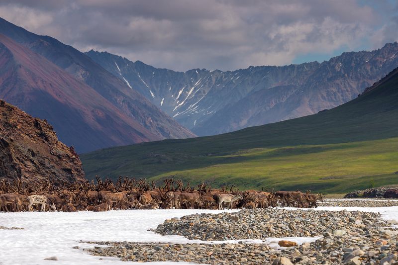 олени, якутия, природа, горы, пейзаж, тундра На стойбищеphoto preview