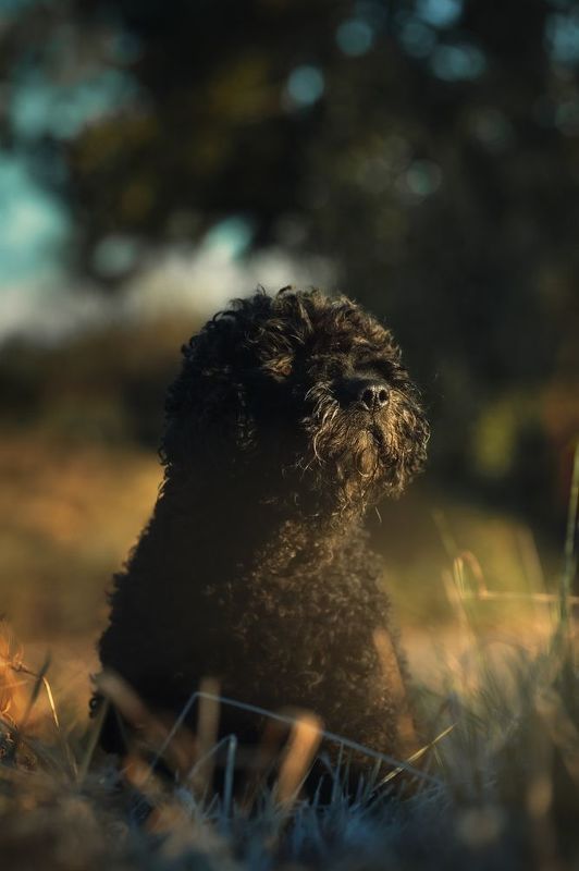 Liverpoolphoto preview