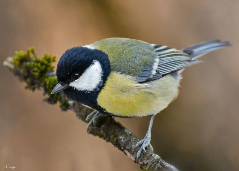 Большая синицаphoto preview