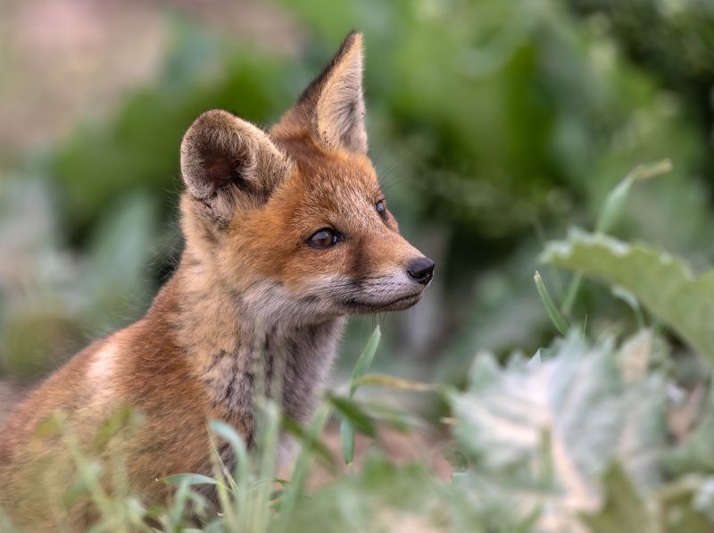 Портрет молодой лисицы.photo preview