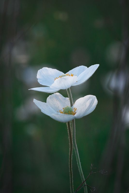 ветреница лесная, anemone sylvestris, первоцветы, весенние цветы Ветреницы провожают закат фото превью
