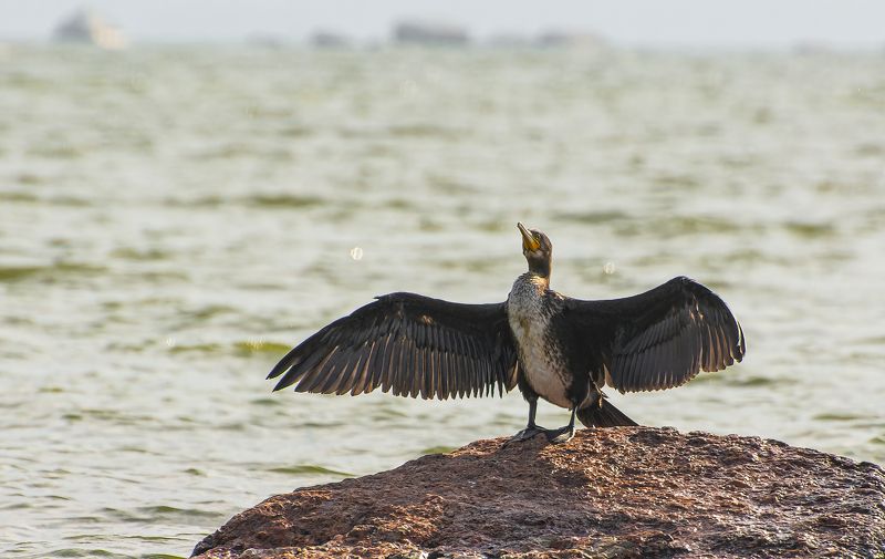 Выборгский Баклан :)photo preview