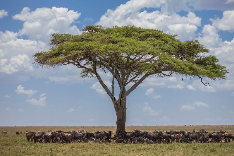 Африка, леопард, охота, саванна. Шведский столphoto preview